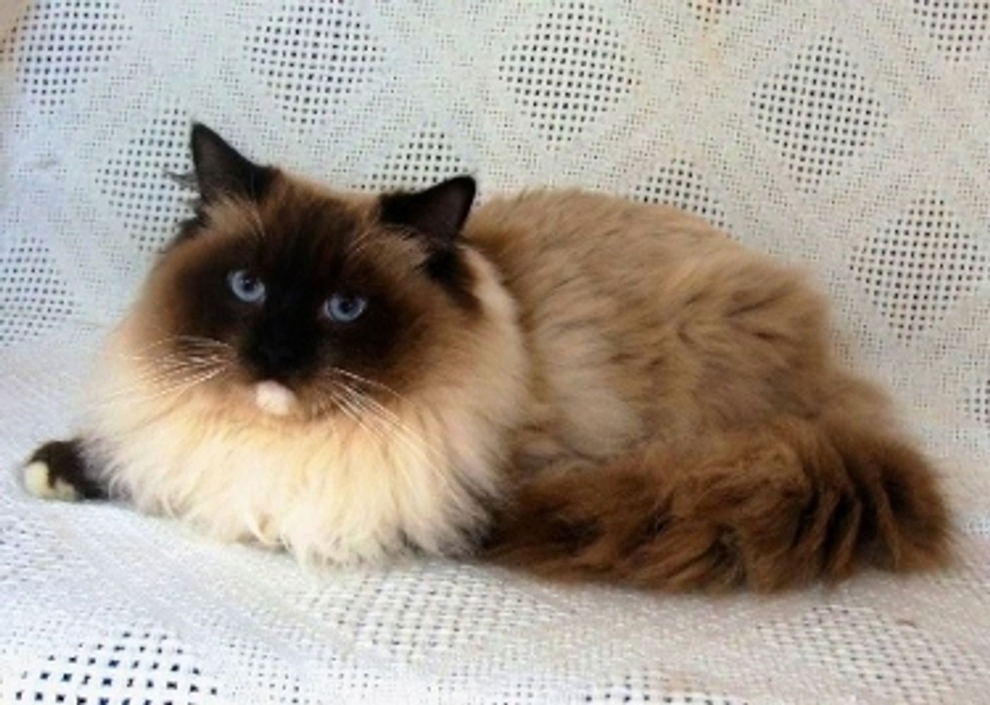 American Ragdolls Ragdoll Kittens, Ragdoll Cats, Kittens